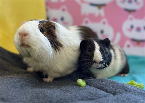 Our Mission | Southern California Guinea Pig Rescue