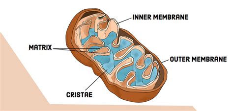 Compare and Contrast: Chloroplasts and Mitochondria | Owlcation