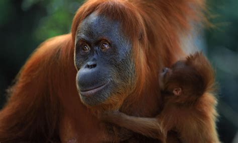 Sumatran Orangutan | Species | WWF