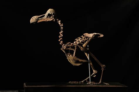 Dodo skeleton auctioned off for $430,000. Why does the bird fascinate ...