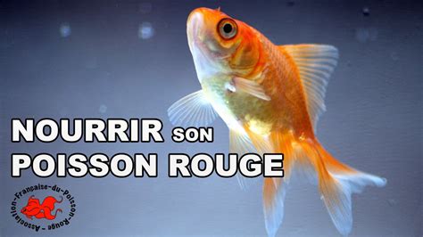 Nourriture Poisson Rouge Fait Maison | Ventana Blog