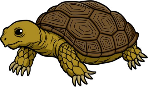 Tortoise Transparent PNG Image