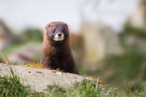 8 Memorable Mink Facts - Fact Animal