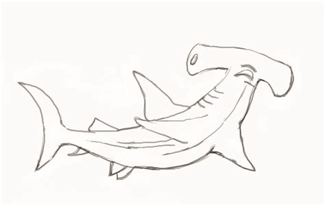 hammerhead shark drawing easy - Oswaldo Phipps