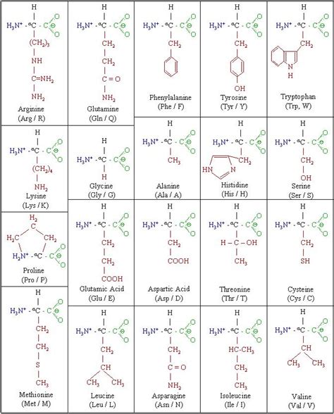 Amino Acid Chart Printable - Printable Word Searches