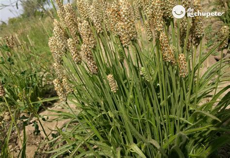 Psyllium ¿qué es y cómo utilizarlo en tus panes sin gluten? - De Rechupete