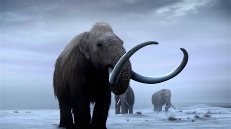 Is resurrecting the woolly mammoth an ‘unnecessary show of scientific ...