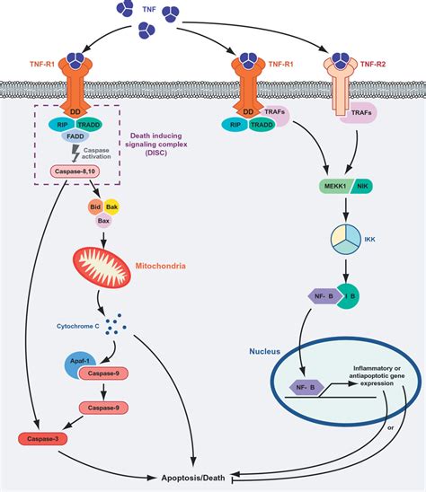 TNF Alpha Signaling Pathway