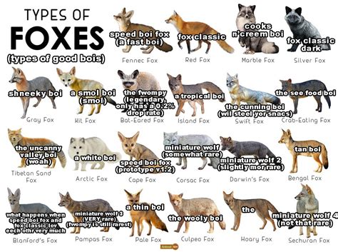 Types of Fox (Types of Good) : r/foxes