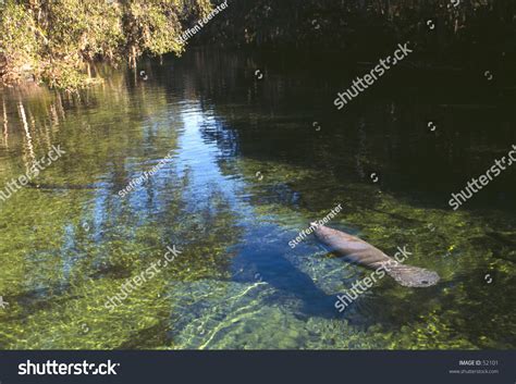 Manatee In Natural Habitat Stock Photo 52101 : Shutterstock