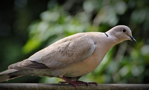 Dove and Pigeon Identification Tips