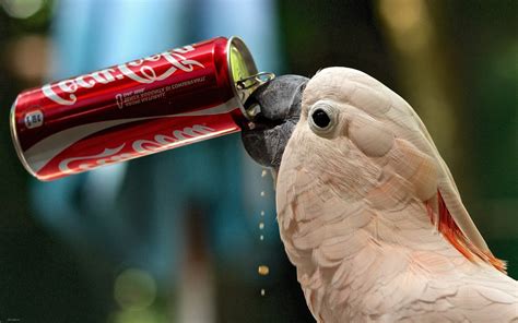 Wallpaper : 1920x1201 px, Coca Cola, cockatoo, cola, cute, funny, humor ...