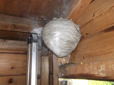 Show me pictures of flying ants, getting rid of wasps nest in shed