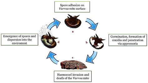 Veterinary Sciences | Free Full-Text | Entomopathogenic Fungi for Pests ...