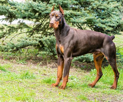 Doberman Pinscher brown. | Doberman dogs, Doberman, European doberman