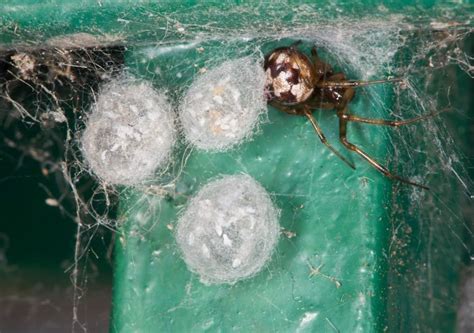 Spider Eggs Inside Your Home | Bayou Cajun Pest Control