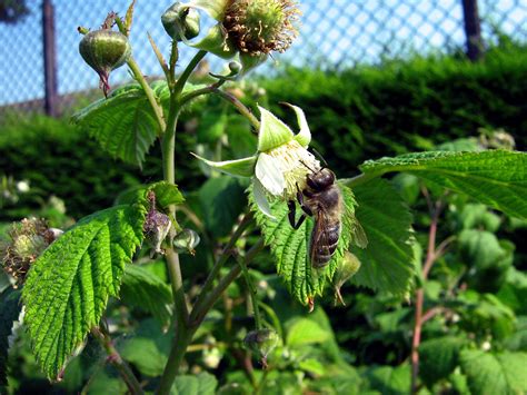 Growing Raspberry in container | How to grow raspberry plant - Naturebring