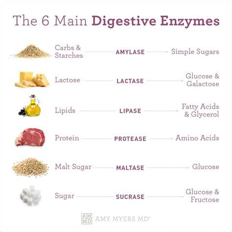 What are Digestive Enzymes’ Benefits for Gut Health? | Amy Myers MD ...