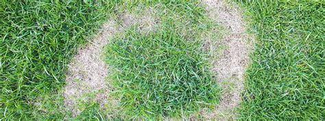 Necrotic Ring Spot Treatment - Control Lawn Disease | Senske