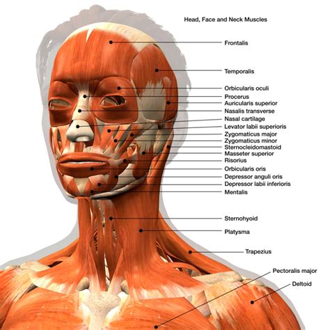 Muscles Of The Head Neck Anatomy Model – Themeloader