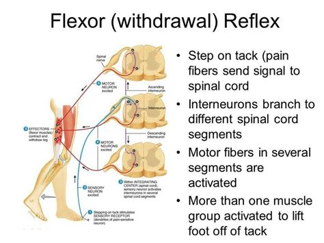 Flexor withdrawal reflex polysynaptic reflex IPSILATERAL -flexors ...