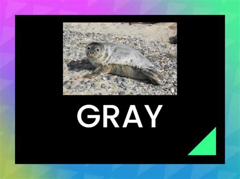 FLASHCARD SEAL - Flash cards