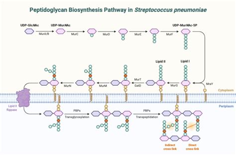 Peptidoglycan Biosynthesis Pathway in Streptococcus pneumoniae ...