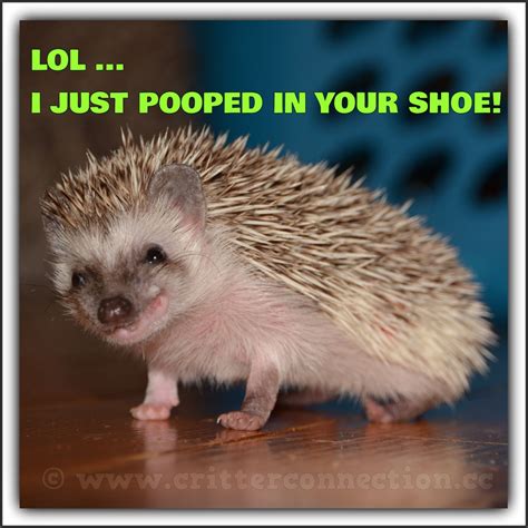 You Got This Meme With Hedgehog | PeepsBurgh.Com