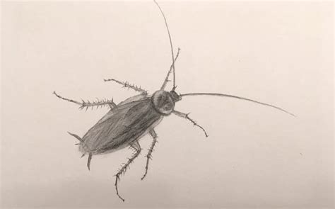 A pencil drawing of a cockroach | Drawings, Realistic drawings, Insects