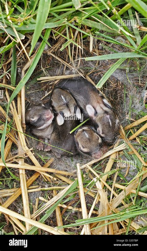 Ein Nest neugeborener Wildkaninchen in einem grasbewachsenen Hof in ...