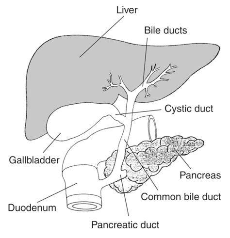 Biliary system with the liver, gallbladder, pancreas, duodenum, bile ...