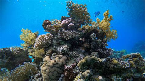 Red Sea Coral Reefs Keep Thriving Despite Global Warming - The New York ...