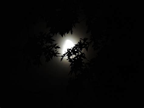 Moonlight Through Trees - Free photo on Pixabay - Pixabay