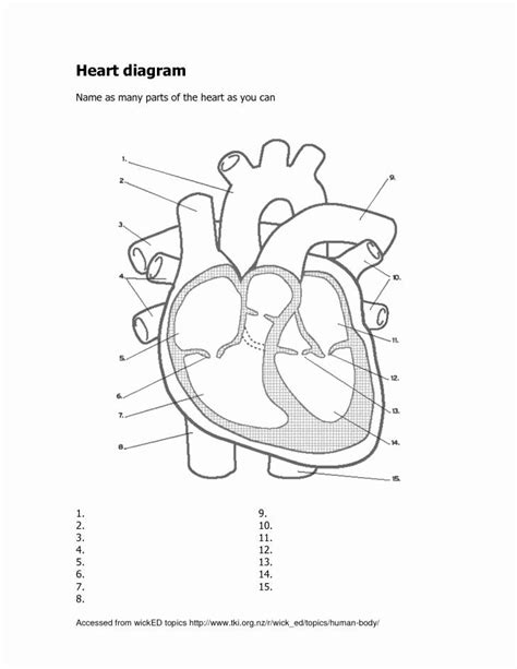 25 Heart Diagram Worksheet Blank | Softball Wristband Template | Human ...