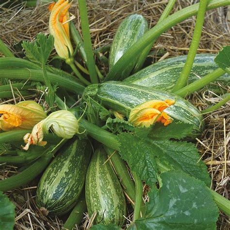 Marrow Fatboy F1 Seeds from Mr Fothergill's Seeds and Plants