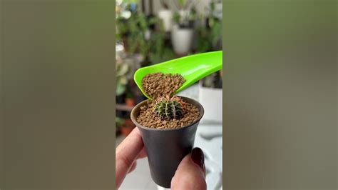 Easy Cactus Propagation - YouTube