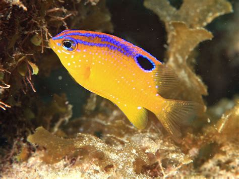 Longfin damselfish (juvenile) - MyFishGallery