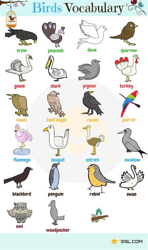 Vogelnamen: Liste der Vögel mit nützlichen Vogelbildern | Animals name ...