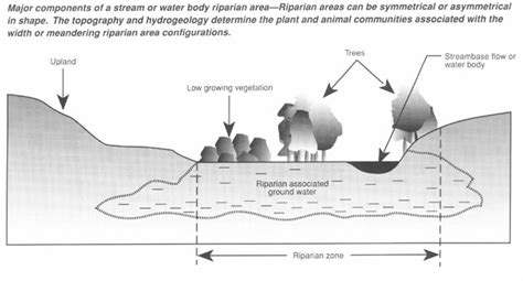 Spotlight: Riparian Areas - Headwaters Science Institute