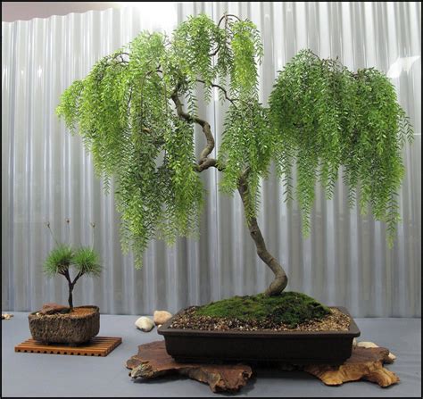 Tend Indoor Bonsai Trees | Bonsai tree types, Bonsai tree care, Indoor ...