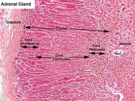 histolab3g.htm Adrenal Cortex, Adrenal Glands, Adrenals, Brain Anatomy ...