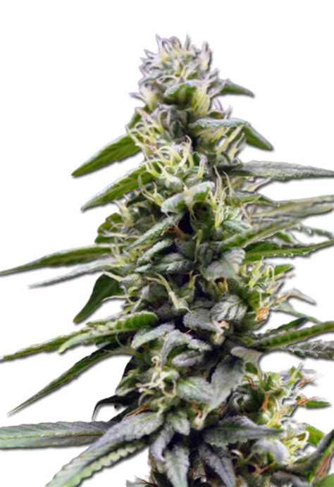 King's Bread Strain Autoflowering Cannabis Seeds - Rocket Seeds