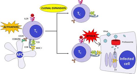 Cytotoxic T-cell activation. When the T-cell receptor first connects to ...