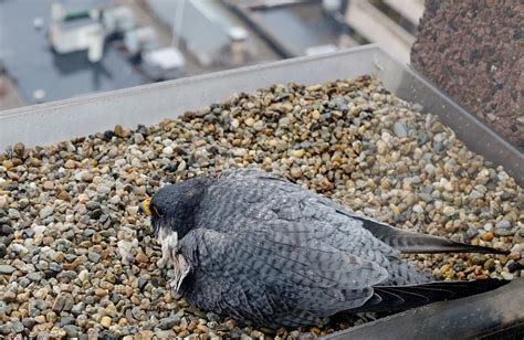 Springfield falcon eggs ready to hatch at Monarch Place; CBS 3 'Falcon ...