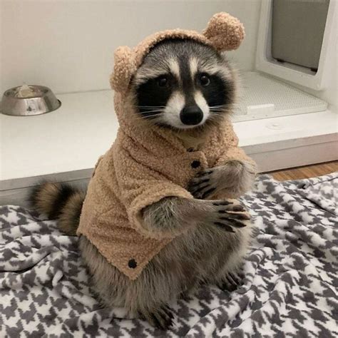 This Online Group Shares Funny Pics Of Racoons That Prove They May Be ...