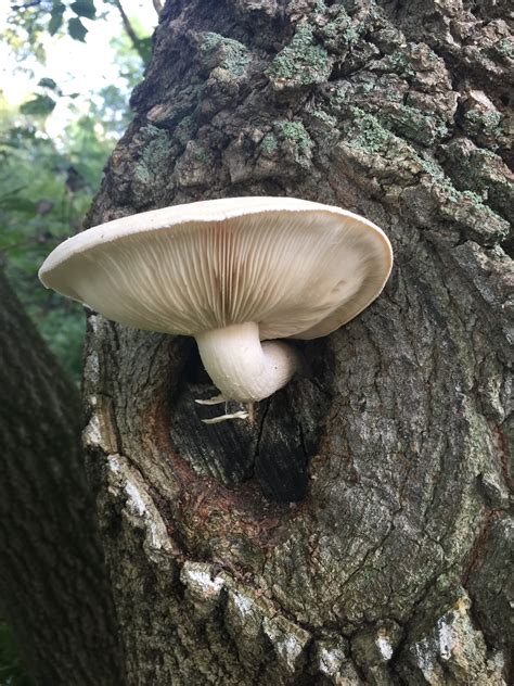 Mushroom Identification - General Discussion Forum - General Discussion ...