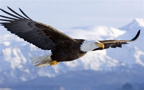 Free Bald Eagle Wallpapers - Wallpaper Cave