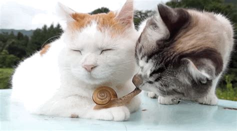 Cat Lovingly Nuzzles His Little Snail Friend