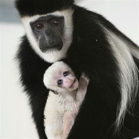 Colobus Monkey Baby Boom at the Fort Wayne Children’s Zoo--Tumblr ...