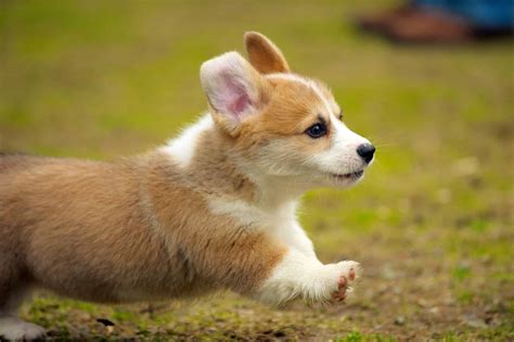 Corgi Puppies | Corgi Puppy Breed Facts & How To Get a Puppy